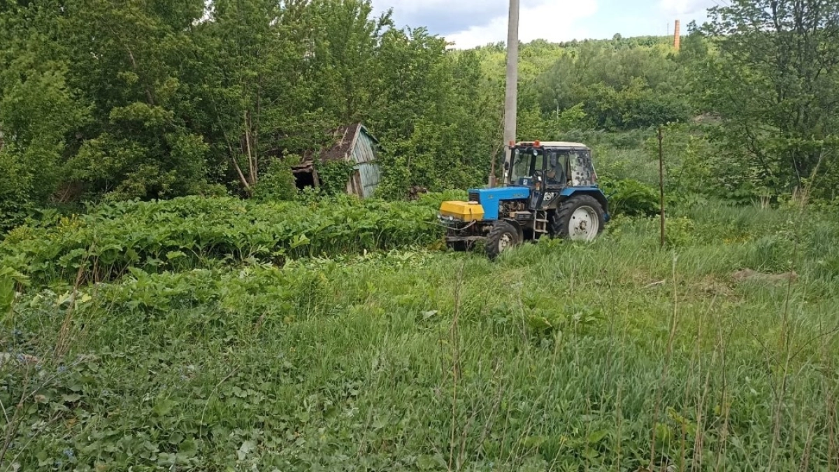В Саранске коммунальные службы продолжают очищать город от борщевика Сосновского