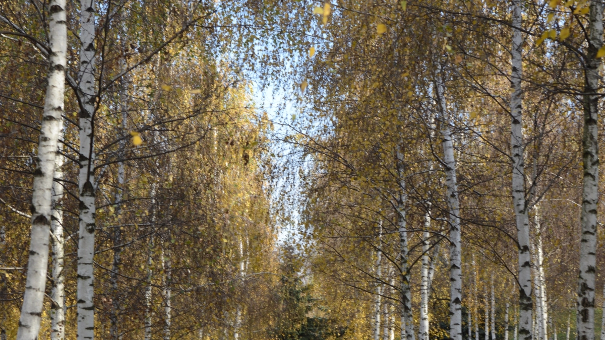 Золотое кольцо 2.0: купеческая сказка в глуши - 6 древних городков России, которые незаслуженно объезжают стороной