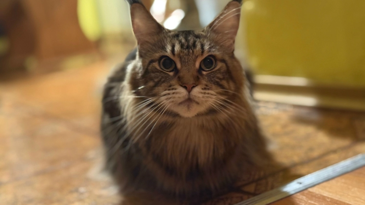 5 вещей, которые нельзя прощать кошке: опытные зоопсихологи дали ответ - запомните, а лучше запишите