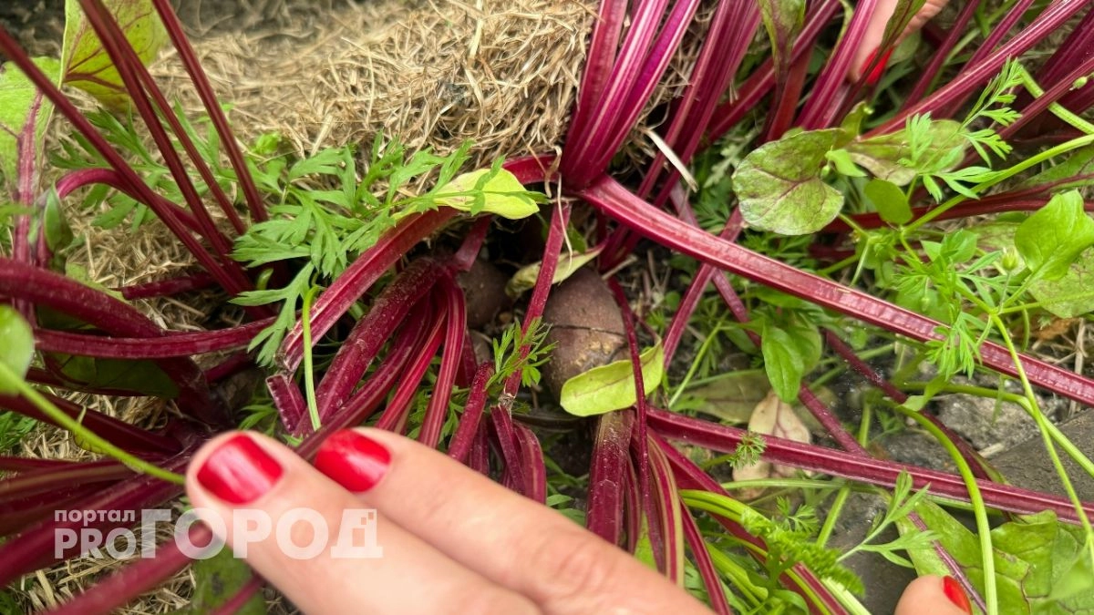 Варю свеклу всего за  15 минут: есть одна уловка при варке — выходит вкуснее, сочнее и без запаха на весь дом