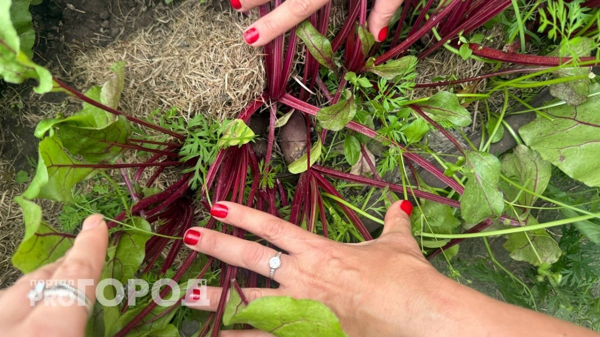 Варю свеклу всего лишь за 15 минут: одна уловка при варке — выходит вкуснее, сочнее и без запаха на весь дом