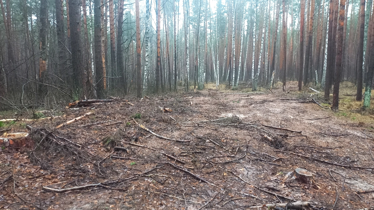 В Мордовии руководитель филиала национального парка незаконно вырубил деревья на 2,5 млн рублей