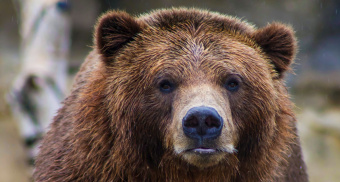 В лесах Мордовии бродит бурый медведь